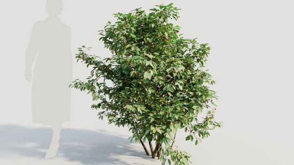 Ilex mucronata a