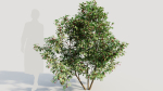 Ilex mucronata a
