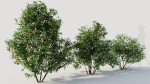 Ilex mucronata a