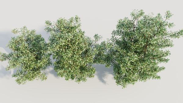 Ilex mucronata b