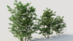 Ilex mucronata b