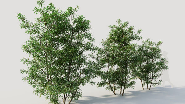 Ilex mucronata b