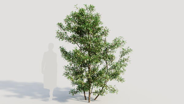 Ilex mucronata b