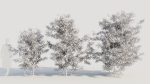 Ilex mucronata b