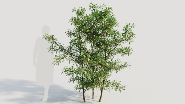 Ilex mucronata b