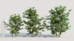Ilex mucronata b