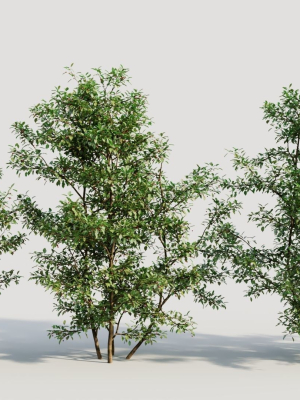 Ilex mucronata b