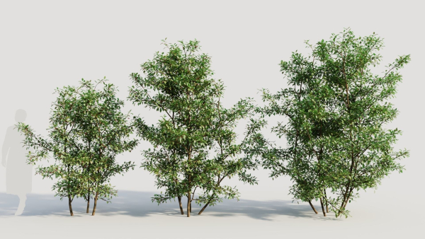 Ilex mucronata b