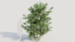 Ilex mucronata b