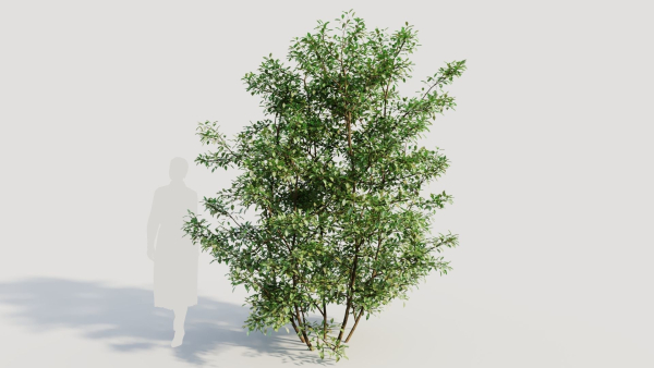 Ilex mucronata b