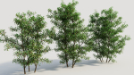 Ilex mucronata b