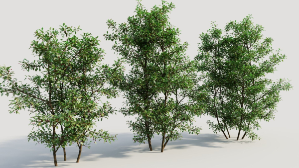 Ilex mucronata b
