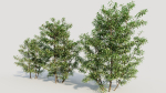 Ilex mucronata b