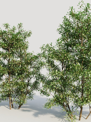 ilex-mucronata-b-3d-model-ddb25c12f0