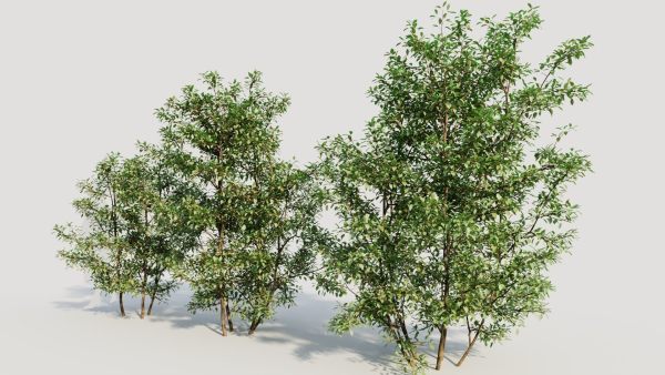 Ilex mucronata b