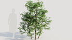 Ilex mucronata c