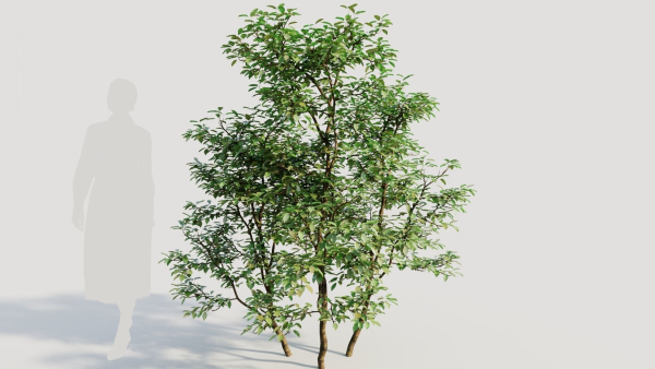 Ilex mucronata c