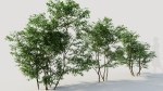 Ilex mucronata c