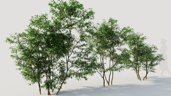 Ilex mucronata c