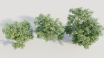 Ilex mucronata c