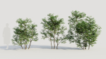 Ilex mucronata c