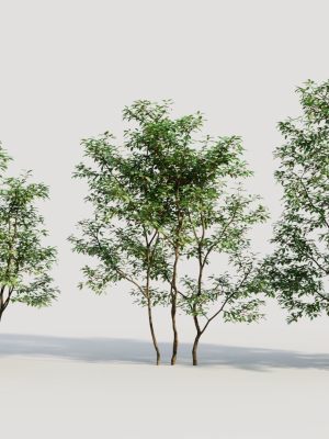 Ilex mucronata c