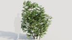 Ilex mucronata c