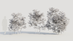 Ilex mucronata c