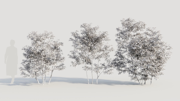 Ilex mucronata c
