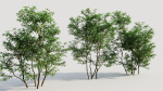 Ilex mucronata c