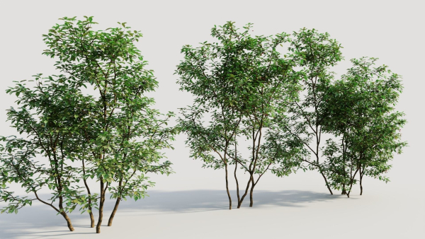 Ilex mucronata c