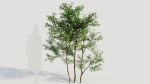 Ilex mucronata c