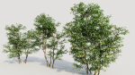 Ilex mucronata c