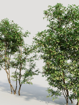 ilex-mucronata-c-3d-model-ff90d0a5a4