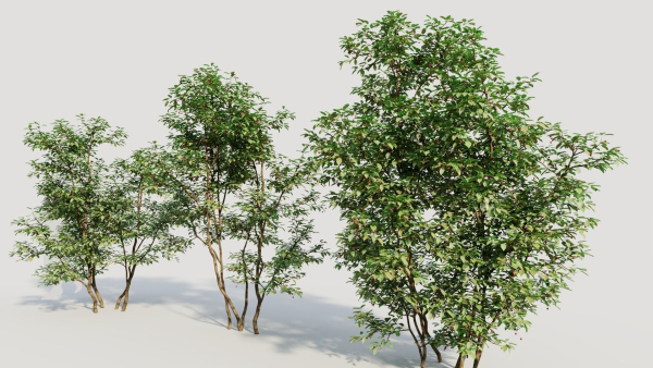 Ilex mucronata c