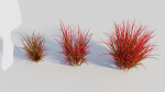 Imperata cylindrica Rubra a