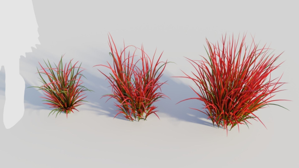 Imperata cylindrica Rubra a