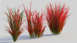 Imperata cylindrica Rubra a
