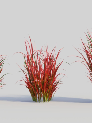 Imperata cylindrica Rubra a
