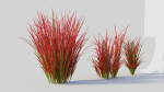 Imperata cylindrica Rubra a