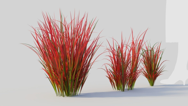 Imperata cylindrica Rubra a
