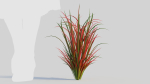 Imperata cylindrica Rubra a
