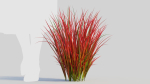 Imperata cylindrica Rubra a