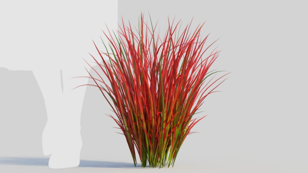 Imperata cylindrica Rubra a