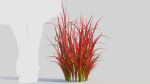 Imperata cylindrica Rubra a