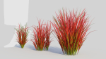 Imperata cylindrica Rubra a