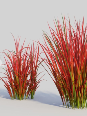 imperata-cylindrica-rubra-a-3d-model-7a39a311f2