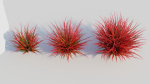Imperata cylindrica Rubra b