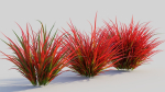 Imperata cylindrica Rubra b