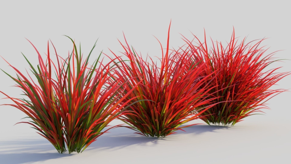 Imperata cylindrica Rubra b